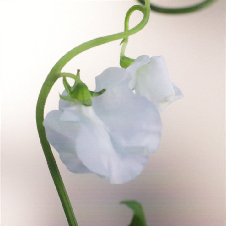 Signature Detergent Classic